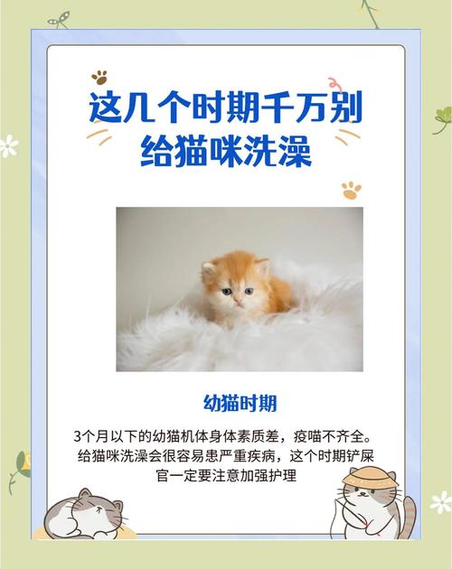 猫咪洗澡12大误区|还不看?小心要猫命