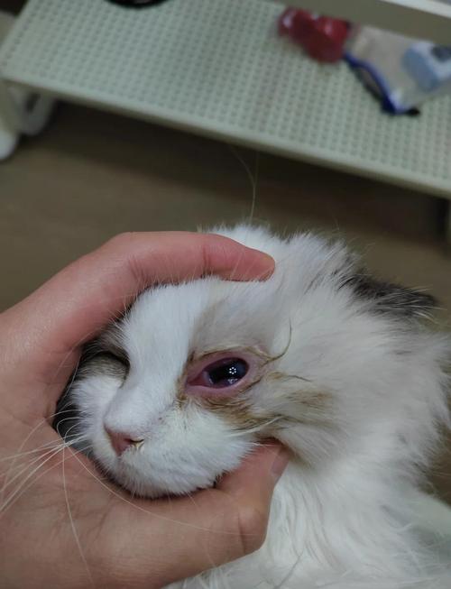 猫咪眼睛一直睁不开红肿流泪这没事吗