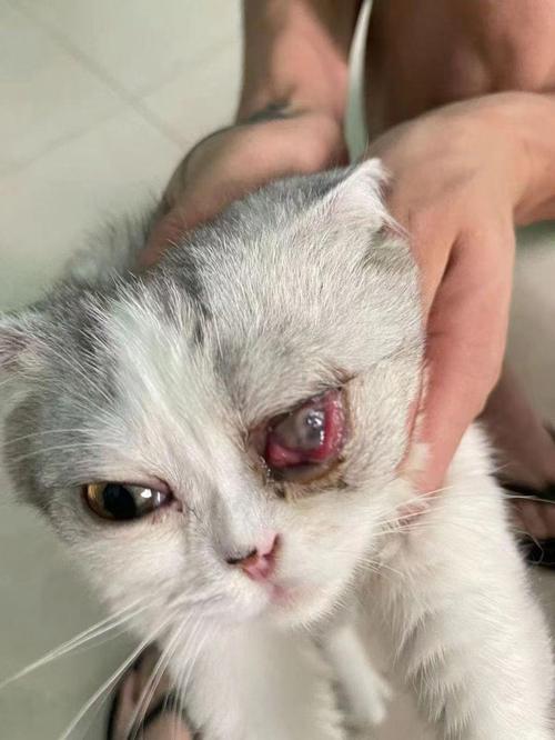猫咪眼皮红肿怎么办