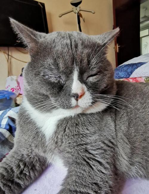 猫咪下眼睑白色肉肿了