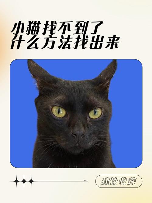 猫在家里找不到了怎么办,引诱猫咪出来的方法