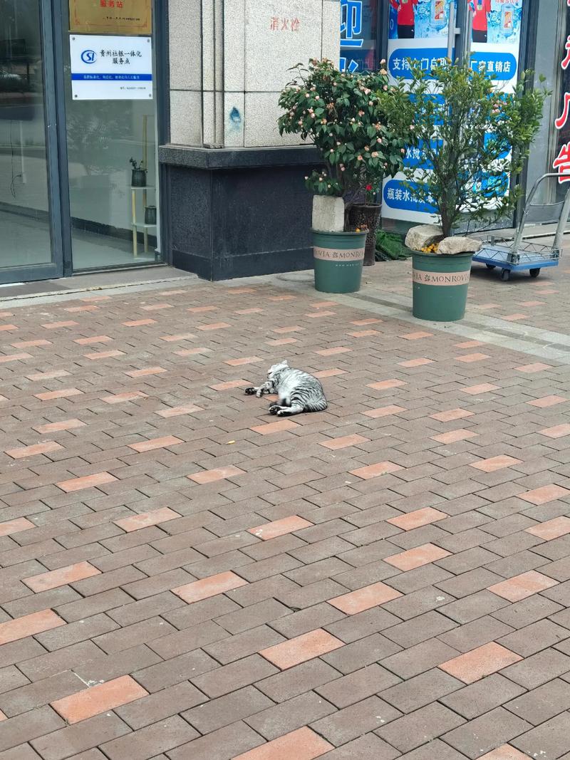 封闭的房间里猫不见了