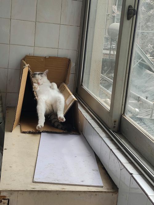 一气之下把猫扔了找不到了