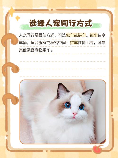 猫咪怎么托运到外地