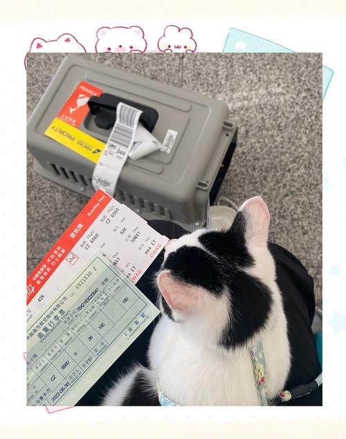 坐高铁应该如何托运猫咪呢?