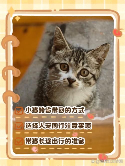 跨省怎么带猫咪回去