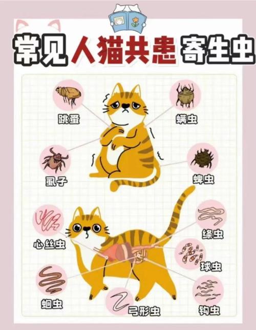 猫咪细小会传染人吗