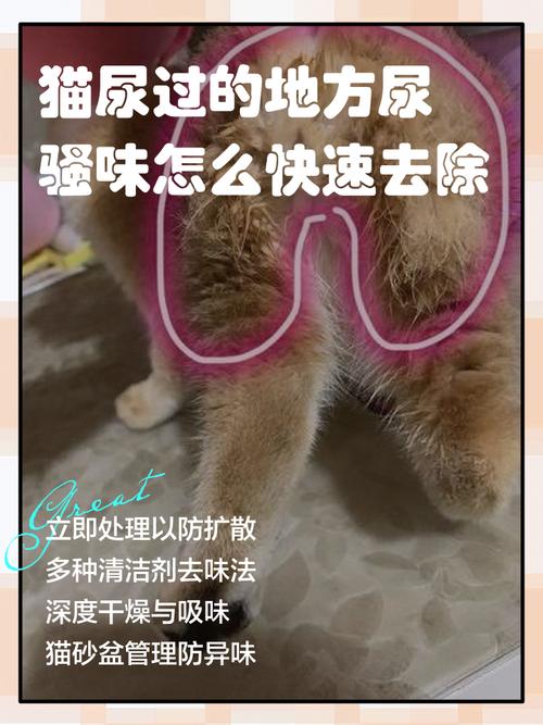 猫咪乱尿的五个原因