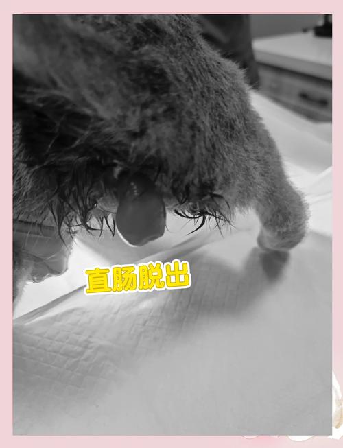 怎样刺激小猫排便