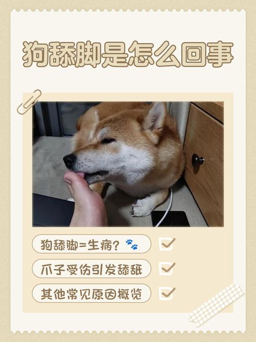 99%的铲屎官从不给狗狗洗脚,你是吗?