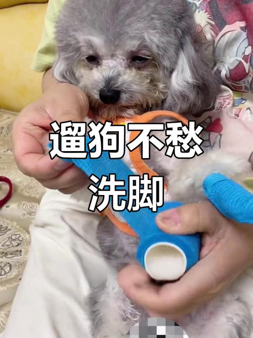 为什么在遛完狗狗后要给它洗脚啊?