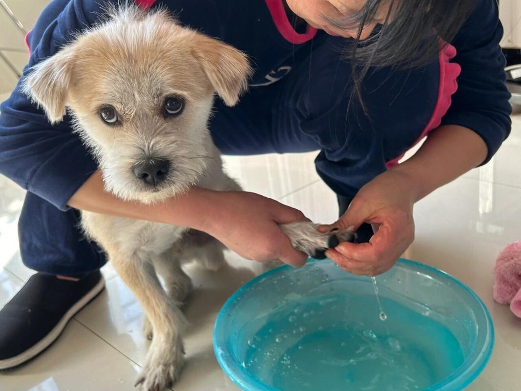 两个月的狗狗能洗脚吗