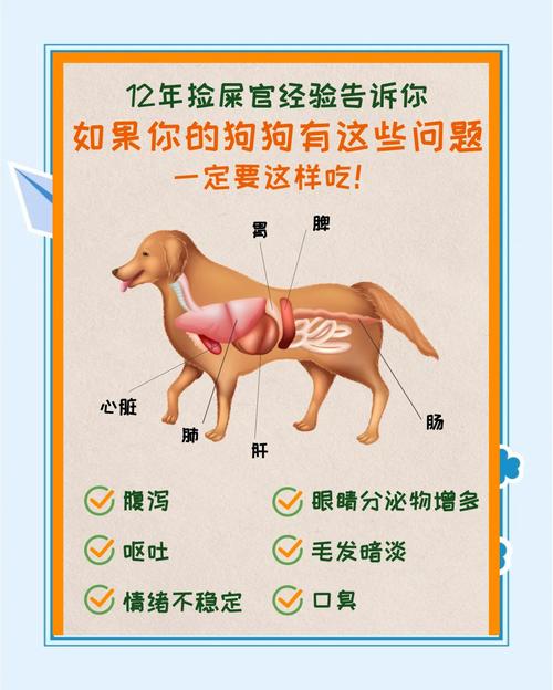 狗狗肠胃炎可以吃东西吗(狗肠胃炎能吃什么)