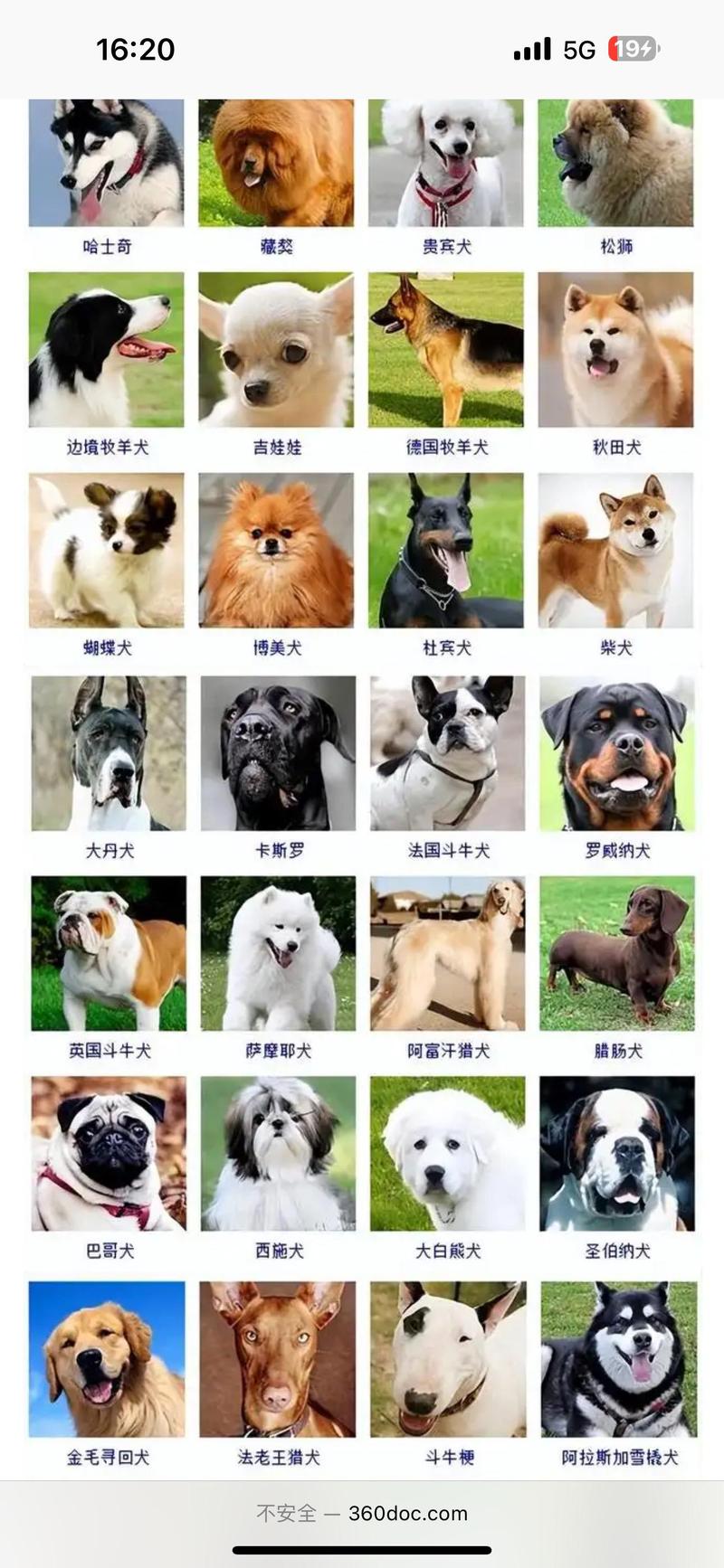 超可爱的宠物名狗狗