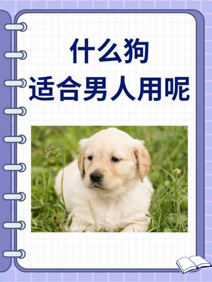 什么狗适合男人用呢