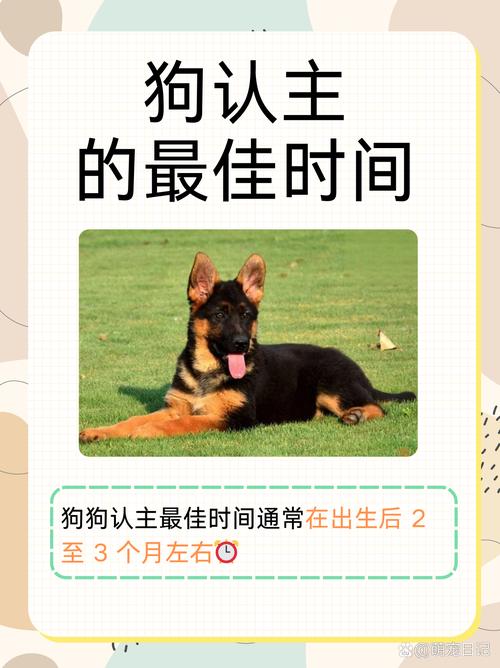 狗狗要养多久,才会认主?