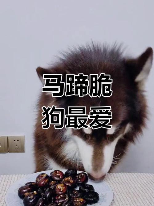 狗能吃马蹄吗