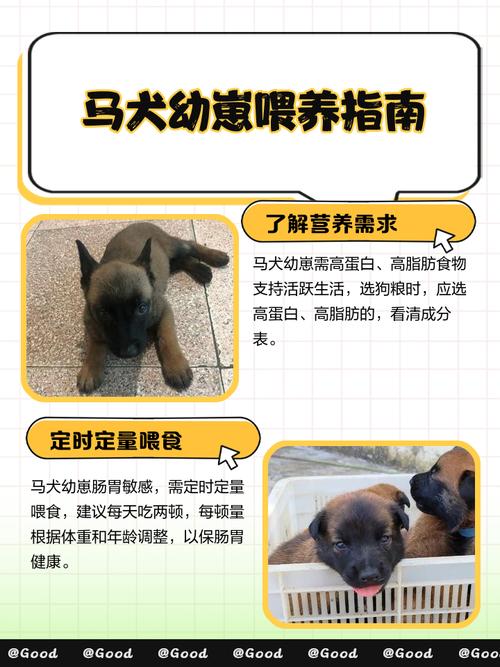 狗狗可以吃荸荠马蹄吗