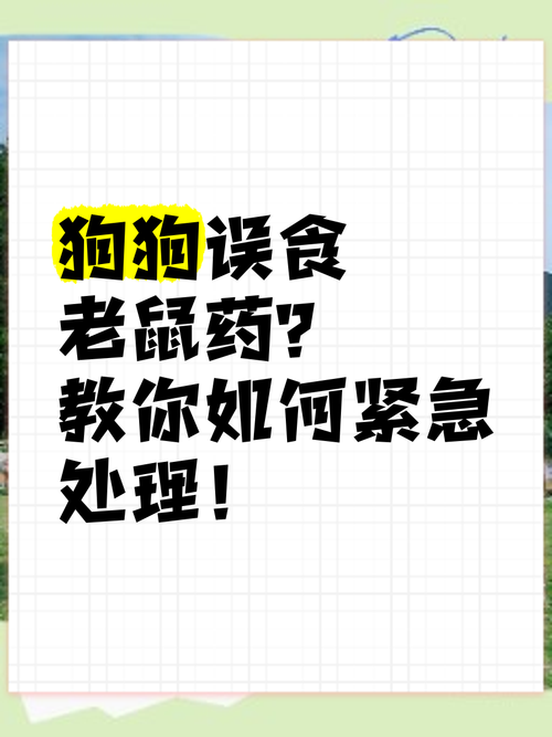 狗狗误吃了老鼠药怎么办