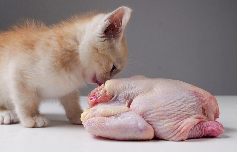 猫咪能吃鸡肉吗