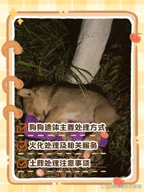 狗狗死后怎样超度?