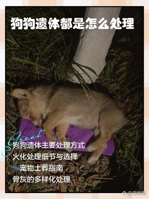 怎样超度去世的宠物狗啊?