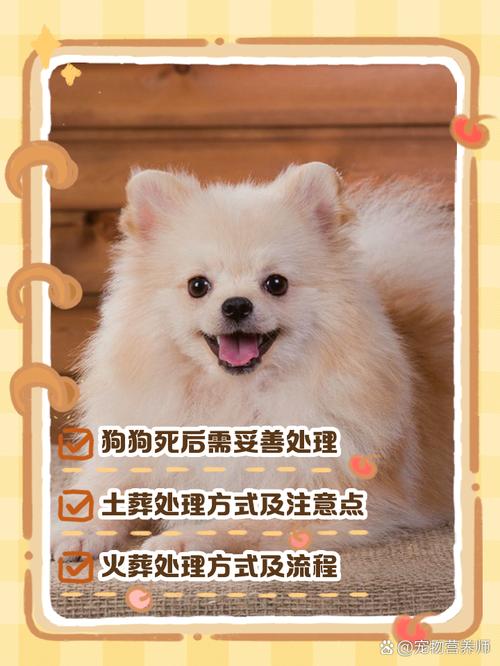 怎么超度我的小狗,失去她我好心痛啊!