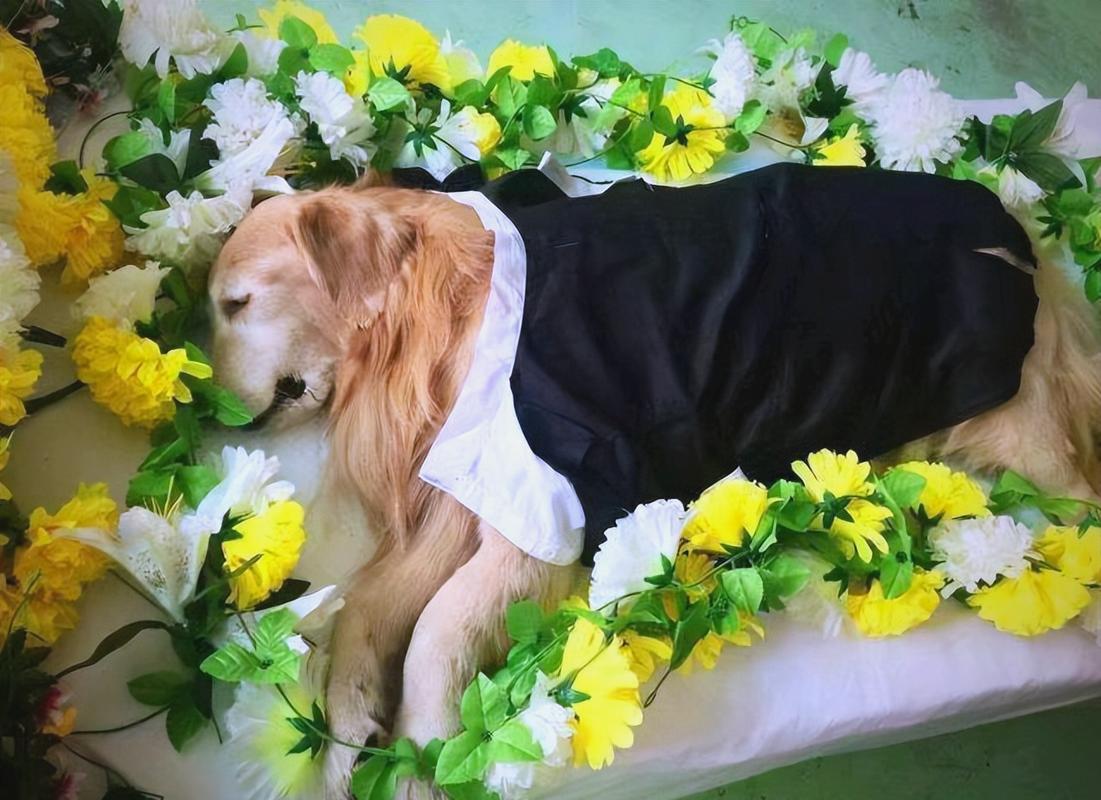 狗狗死后给托梦