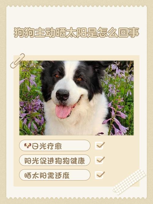 狗狗晒太阳的好处与坏处