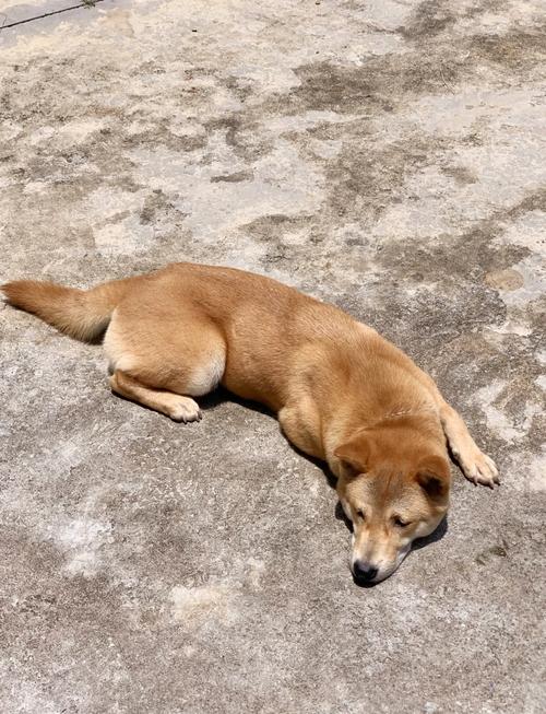 狗狗经常没晒太阳会怎样