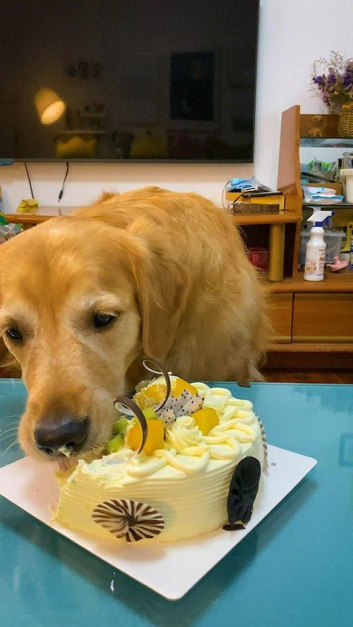 狗狗能吃蛋糕吗