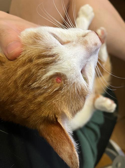 猫咪头上长角质疙瘩要警惕四种病