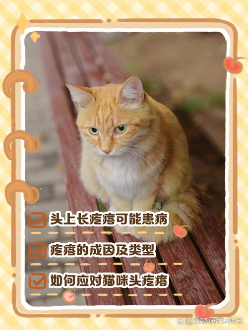 猫咪头上长了个硬疙瘩
