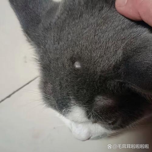 猫头上有一个硬疙瘩