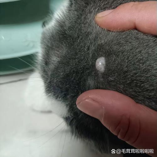 猫咪脑袋后面出现一个脓包不停地流脓,他貌似还很痒是为什么?
