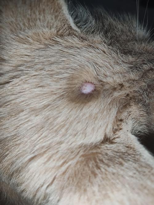 猫咪头顶上个硬疙瘩怎么回事