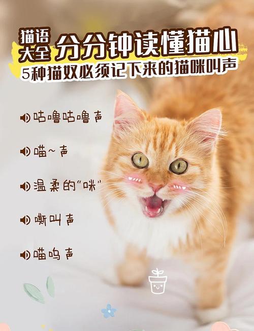 猫喜欢听哪些音乐?