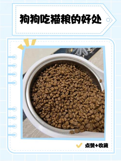 猫狗能不能吃黑豆