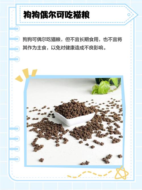 狗可以吃黑豆汤吗