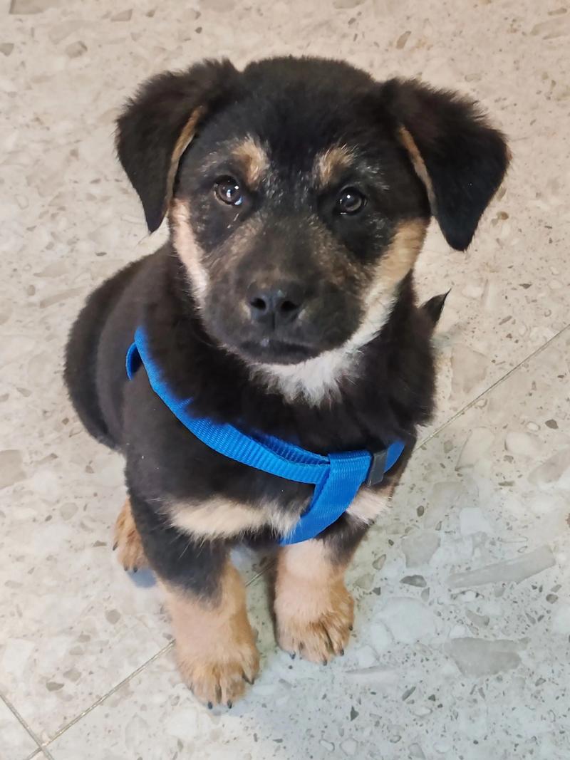 狗狗吃了黑豆会怎么样?