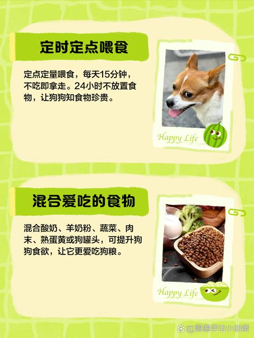 狗狗不爱吃新买的狗粮怎么办