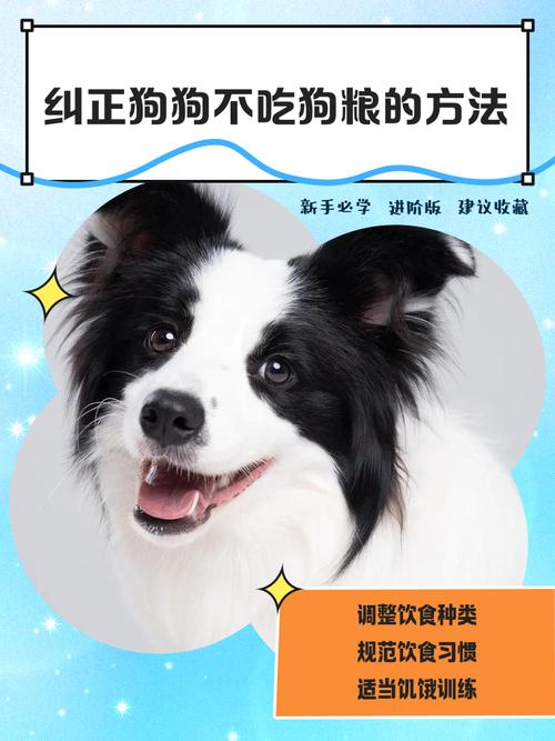 狗狗不吃新粮,怎么办?