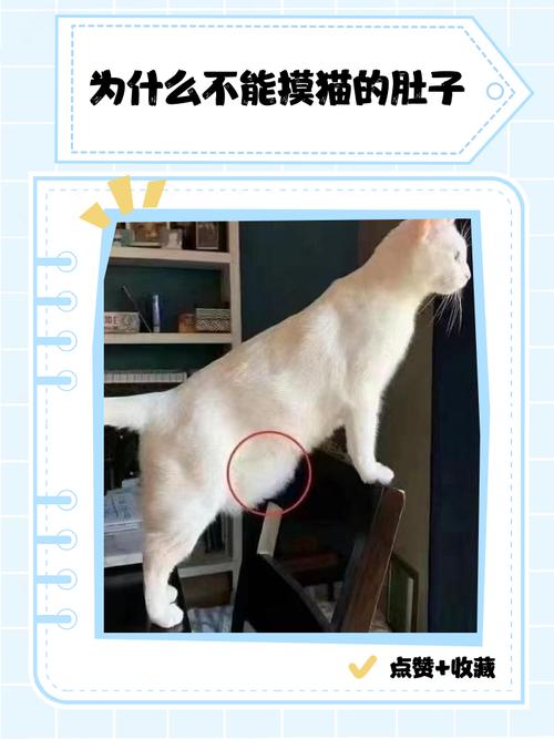 为什么新来的猫咪不让人摸它的肚子?