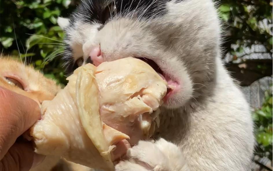 猫最爱吃的20种食物