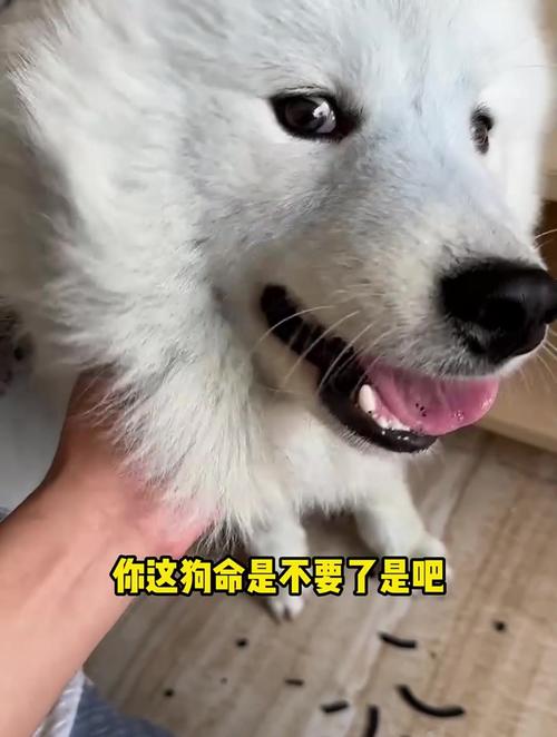 狗狗可以闻蚊香吗