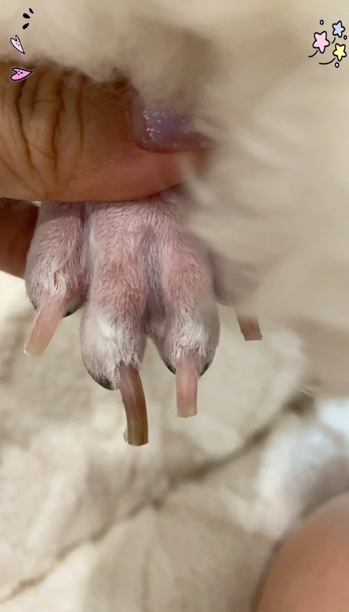 泰迪断血线后多久长出来?