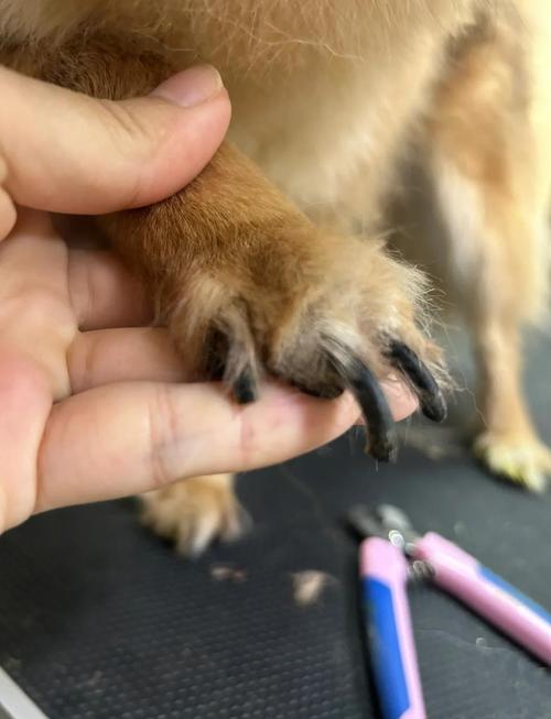 狗狗断血线多久能出门?