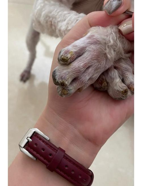 狗狗断血线几天能好