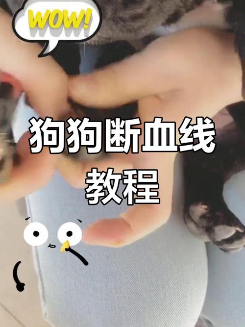 狗断血线多久能好?