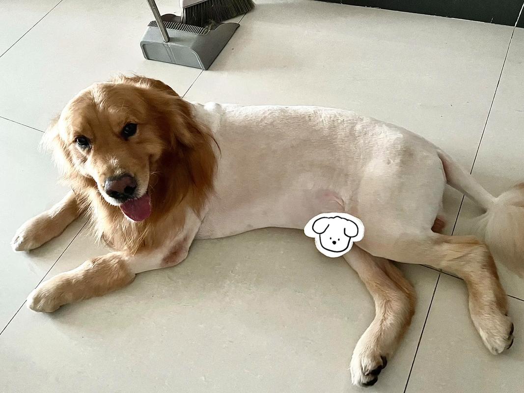 调皮狗狗剃毛方法